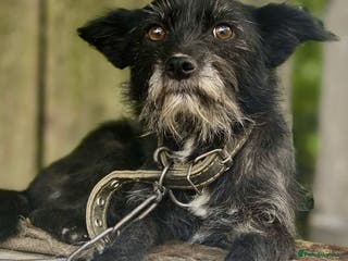 Norfolk Terrier dogs KNOPA – Female Norfolk Terrier - Advert 2