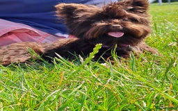 Yorkshire Terrier dogs for stud: Yorkshire Terrier stud - Image 3