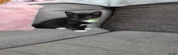 Mixed Breed cats for sale: 3 Boy Kittens Available  - Advert 11