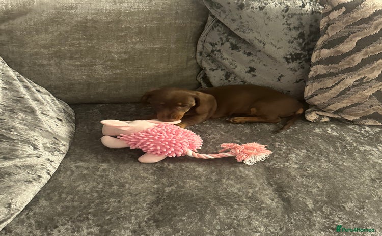 Dachshund dogs - Advert 1