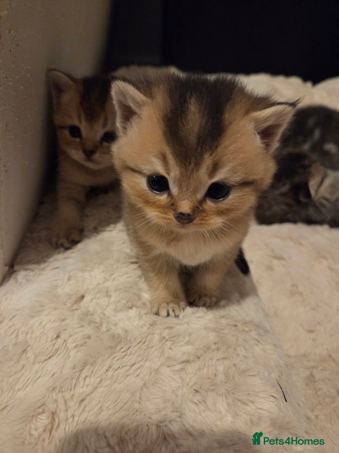 Scottish Fold cats for sale: Scottish folds - Image 4
