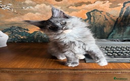 Maine Coon cats for sale: Tica registered Maine Coons from champion lines  - Image 7