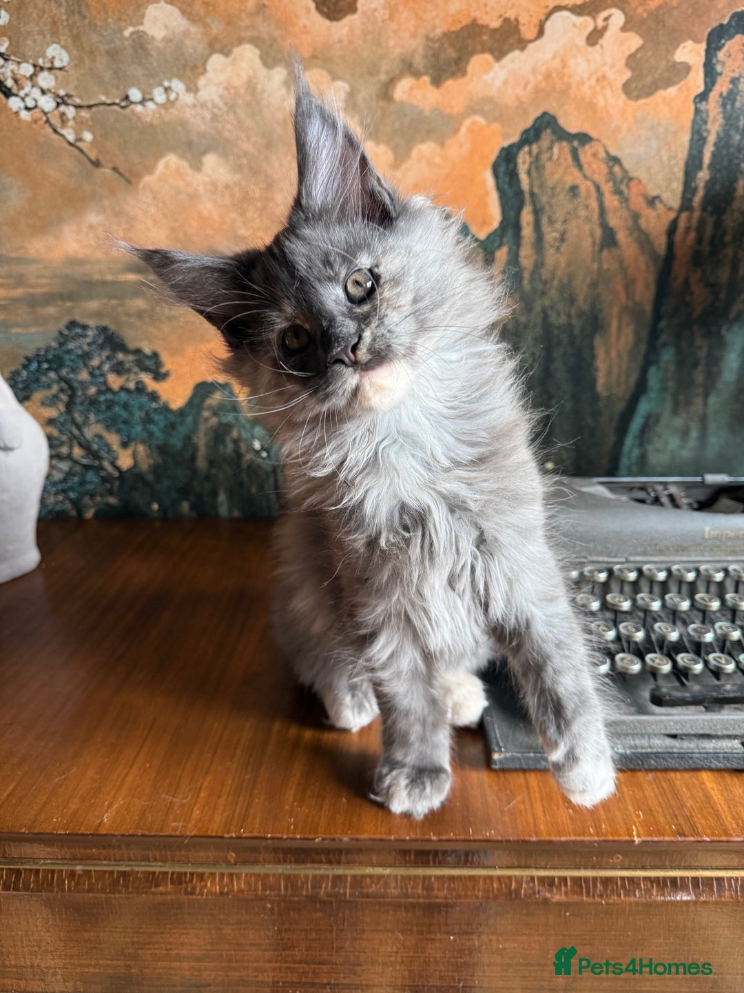 Maine Coon cats for sale: Tica registered Maine Coons from champion lines  - Image 7