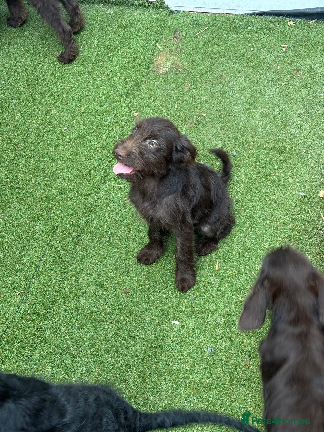 Labradoodle dogs for sale: Labradoodle puppies - Image 9