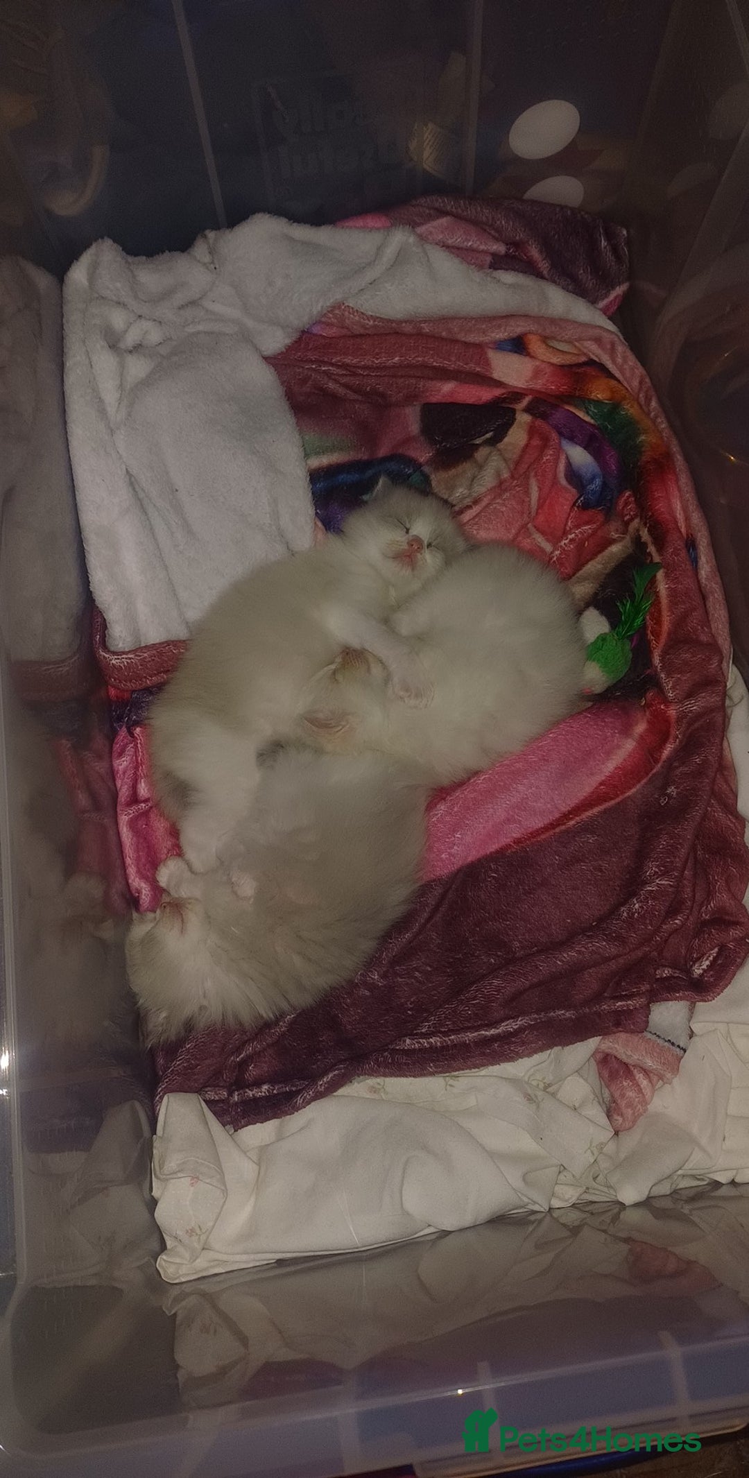 Ragdoll cats for sale: Rare cream point ragdoll and two blue bicolour - Image 1