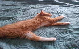 Bombay cats for sale: Two kittens, ginger(male) and black ( female) - Image 4