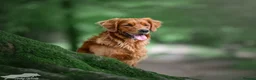 Golden Retriever dogs for stud: Stunning Golden Retriever at Stud in Weston-super-Mare - Advert 5