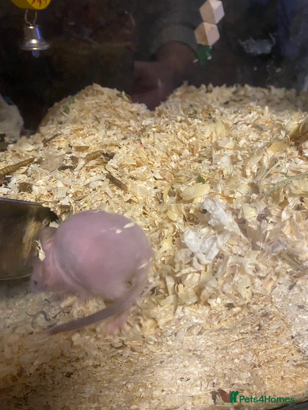 Mouse rodents for sale: 27 mice - Advert 2