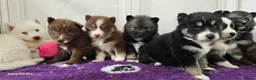 Siberian Husky dogs for sale: Ready to go ! Siberian Husky - Advert 24
