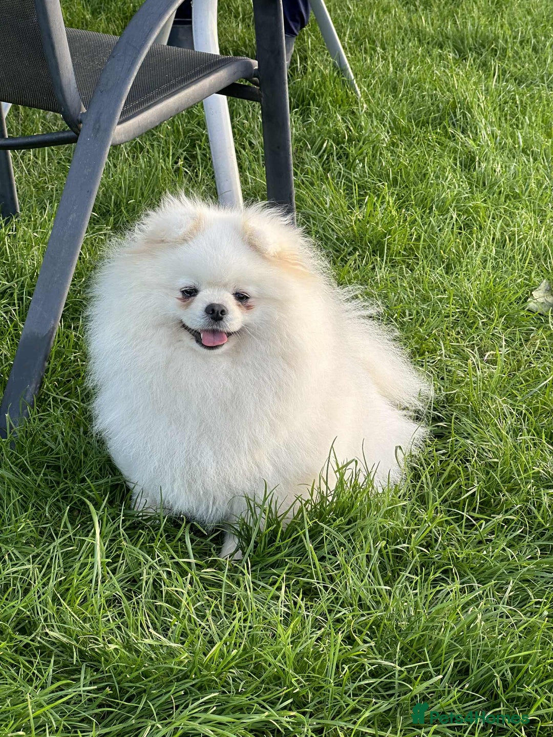 Pomeranian dogs for sale: Two cuties are looking for home  - Advert 18