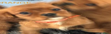 Cavalier King Charles Spaniel 4