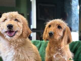 Mixed Breed dogs - Advert 15