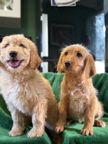 Mixed Breed dogs - Advert 1