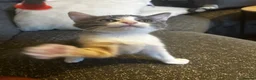 Mixed Breed cats for sale: Female kitten for sale - Advert 3