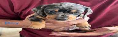 Miniature Dachshund Puppy 2