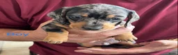 Miniature Dachshund dogs for sale: Beautiful mini dachshund  in Sandy - Advert 9