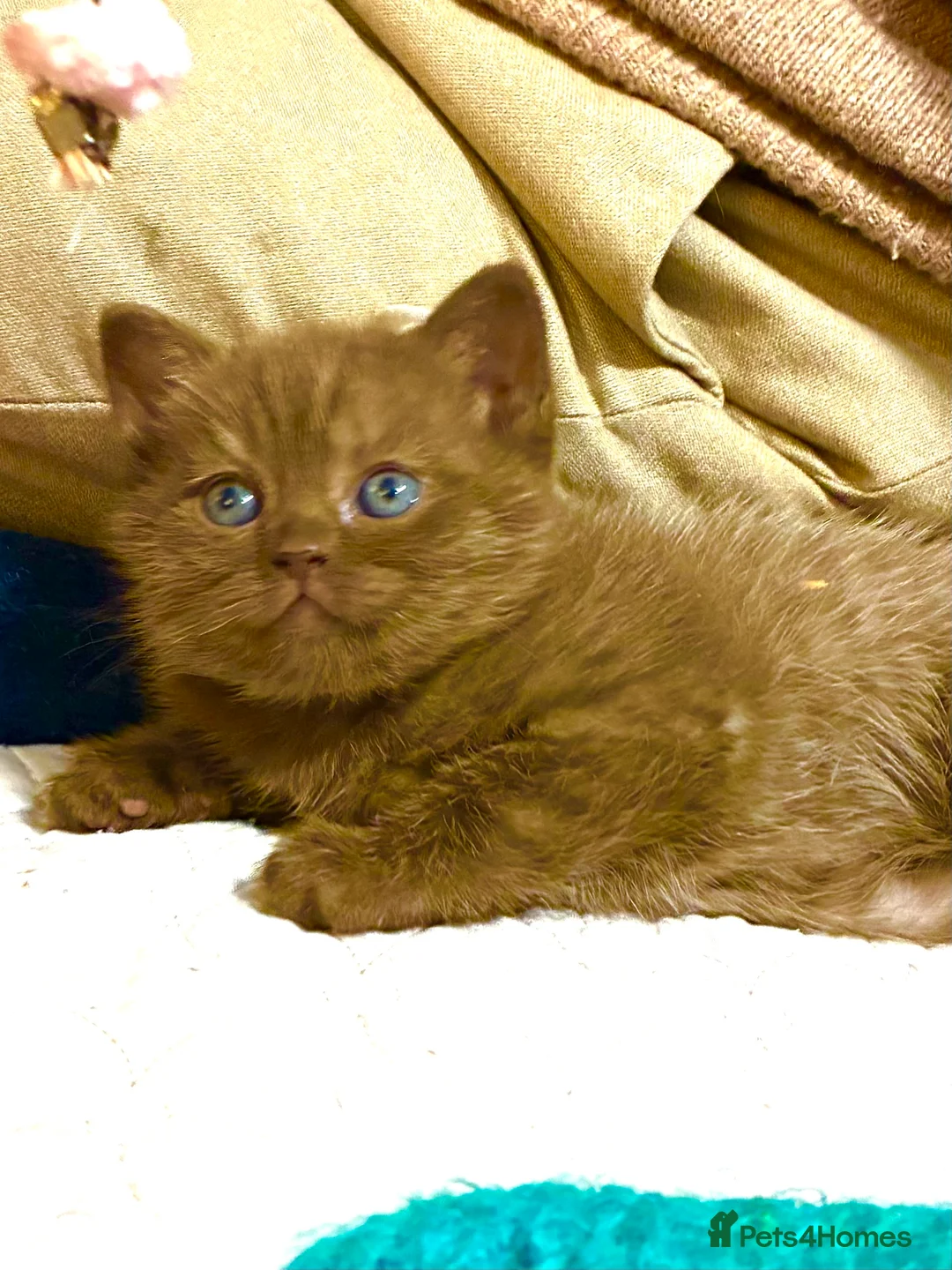 Scottish Fold cats for sale: Scottish Fold Kittens for sale - Advert 6