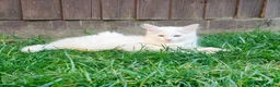 Mixed Breed cats for sale: Little cuties - Advert 5