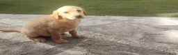 Labrador Retriever dogs for sale: Labrador puppies for sale - Advert 11