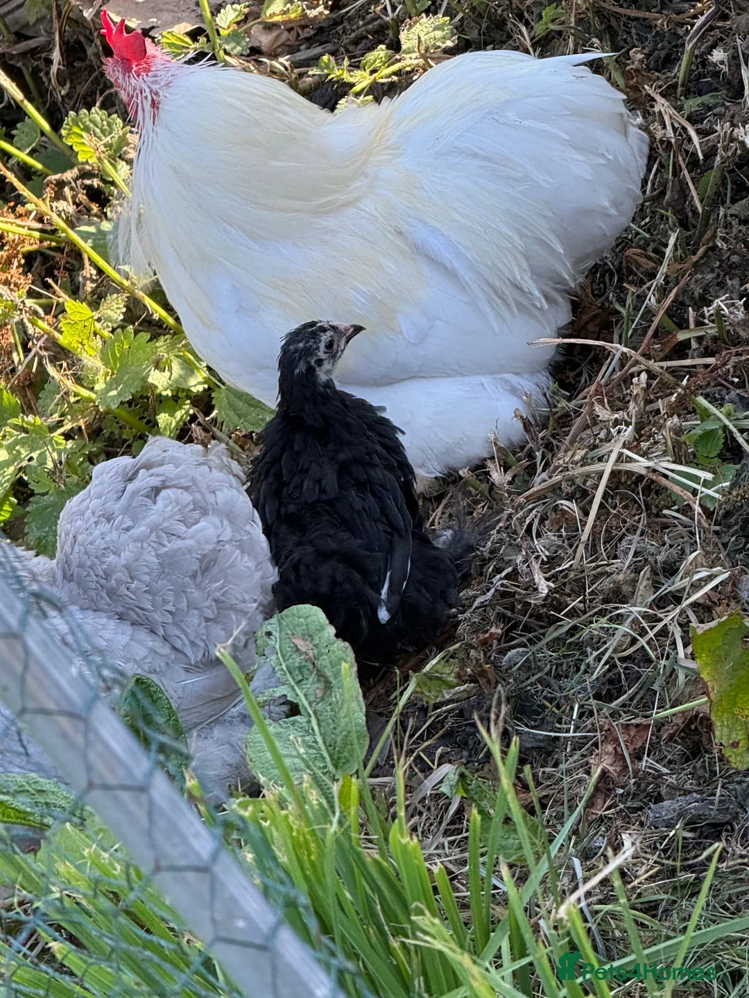Chickens poultry for sale: Black mottled Pekin chick 7 weeks  - Advert 4