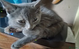 Mixed Breed cats for sale: Charming Cheeky Chunky  Bengal X Kittens. - Image 36