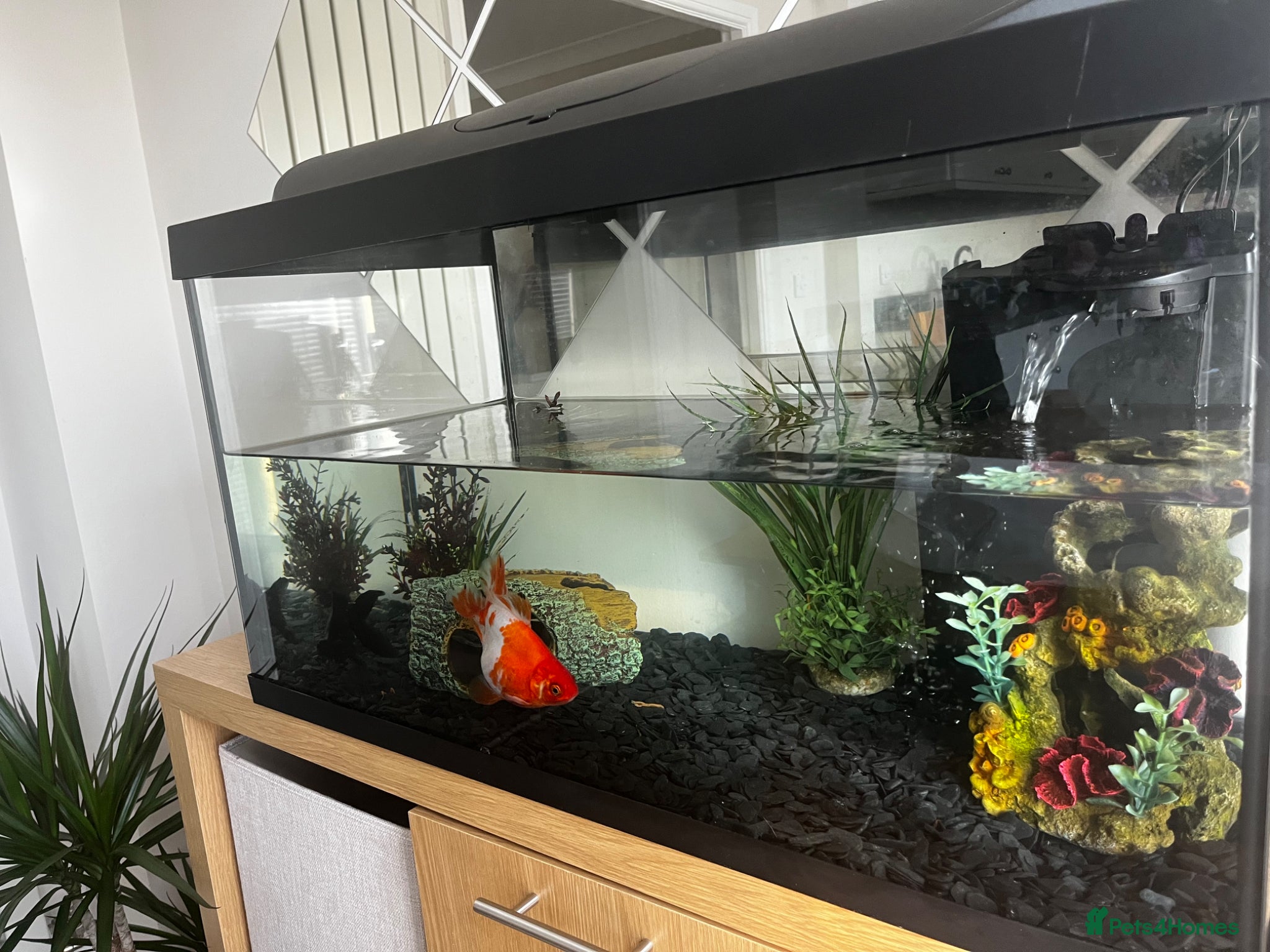 Goldfish fish Tank and fish  - Advert 3
