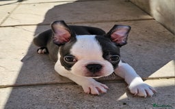 Boston Terrier dogs for sale: REDUCED!! Boston terriers DELIVERY!. - Image 4