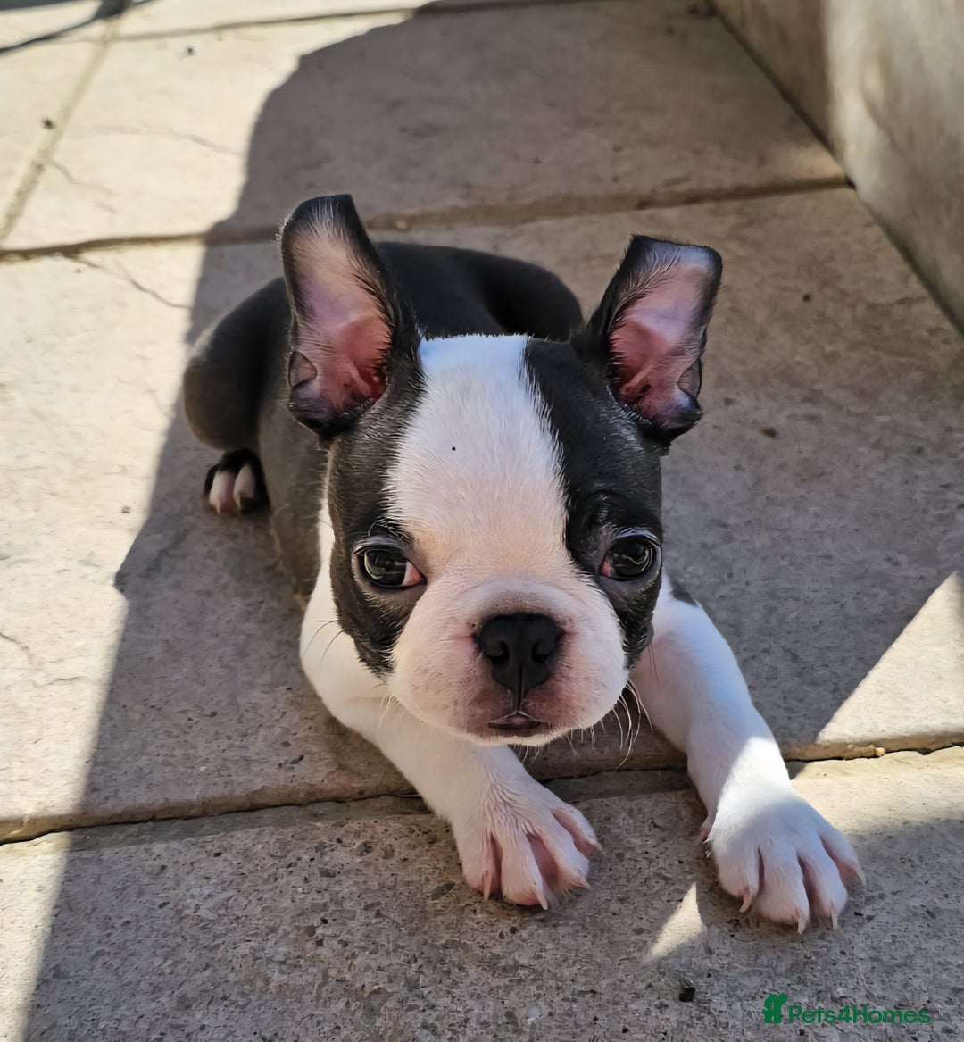 Boston Terrier dogs for sale: REDUCED!! Boston terriers DELIVERY!. - Image 4