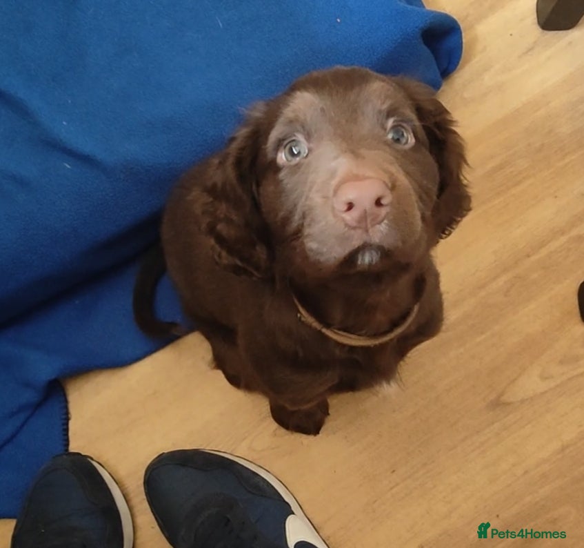 Cocker Spaniel dogs KC Cocker Spaniel Male Pup - Advert 1