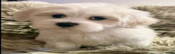 Maltipoo dogs for sale: TOP QUALITY MALTIPOO GIRLS READY NOW! - Advert 2