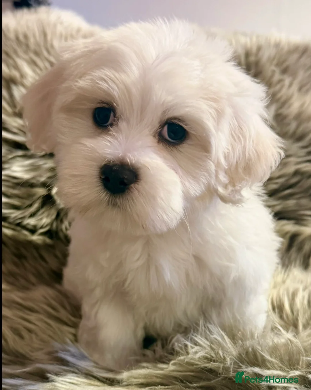 Maltipoo dogs for sale: TOP QUALITY MALTIPOO GIRLS READY NOW! - Advert 2