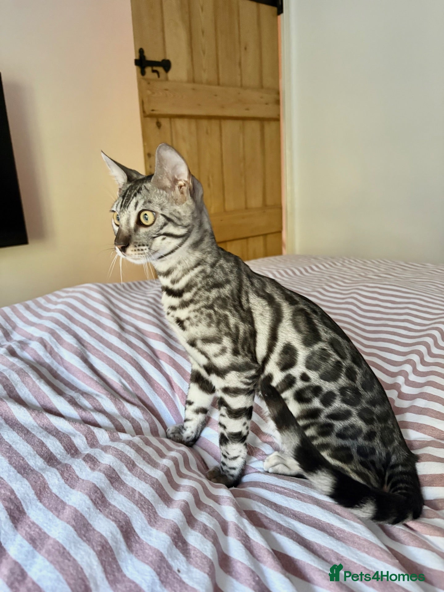 Bengal cats Silver Bengal Male  - Advert 3