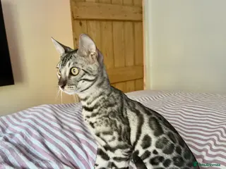 Bengal cats Silver Bengal Male - Advert 3