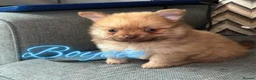 Pomeranian dogs for sale: 6 Gorgeous Pomeranian Puppies Available - 4 left - Advert 4