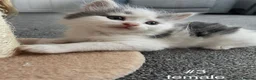 Mixed Breed cats for sale: Beautiful playful kittens 💕 - Advert 8