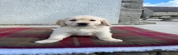Golden Retriever dogs for sale: Extensively health tested KC reg Holden retrievers - Advert 11