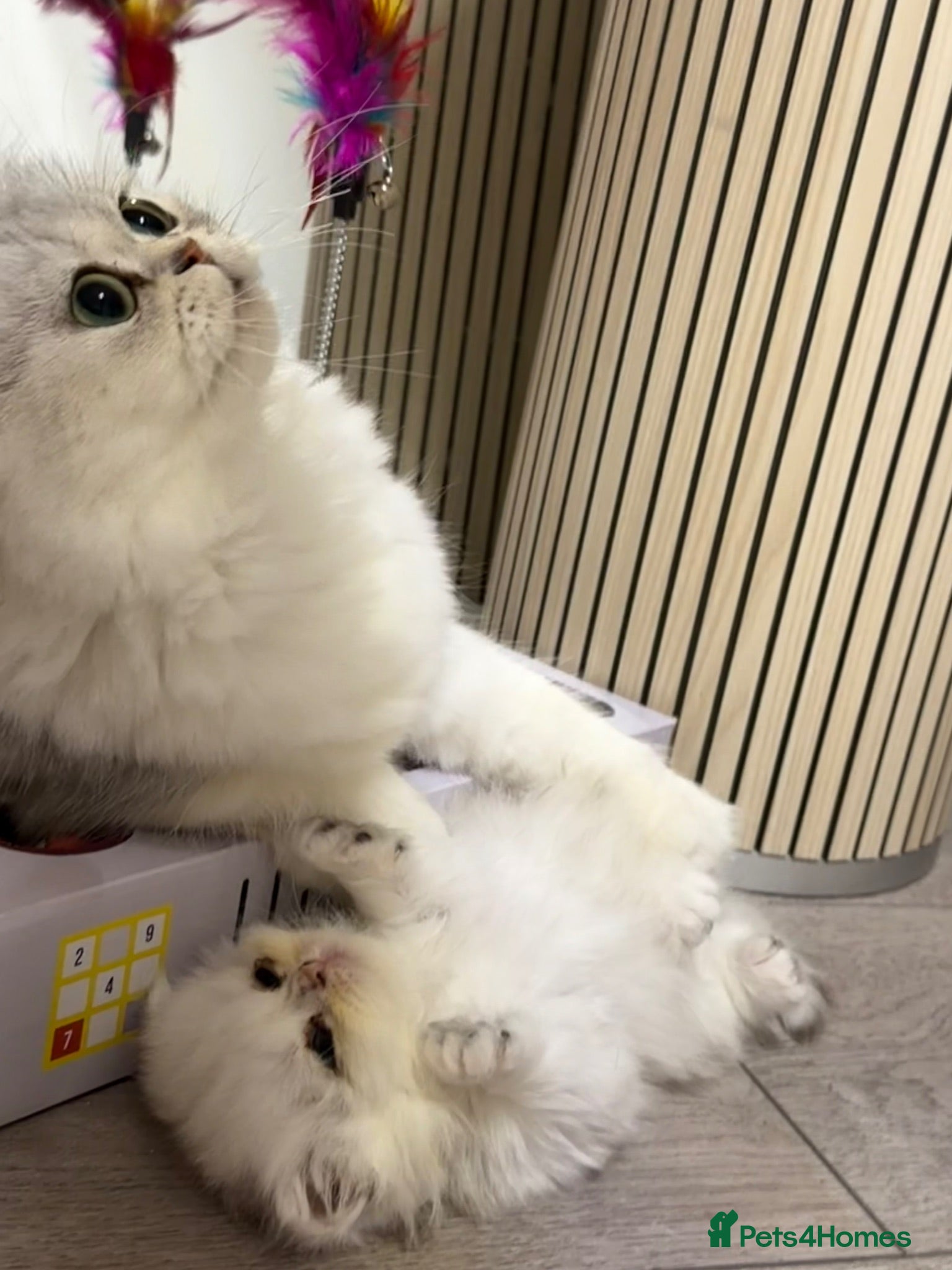 Persian cats persian beautiful male kitten - Advert 1