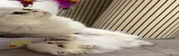 Persian cats for sale: persian beautiful male kitten - Advert 1