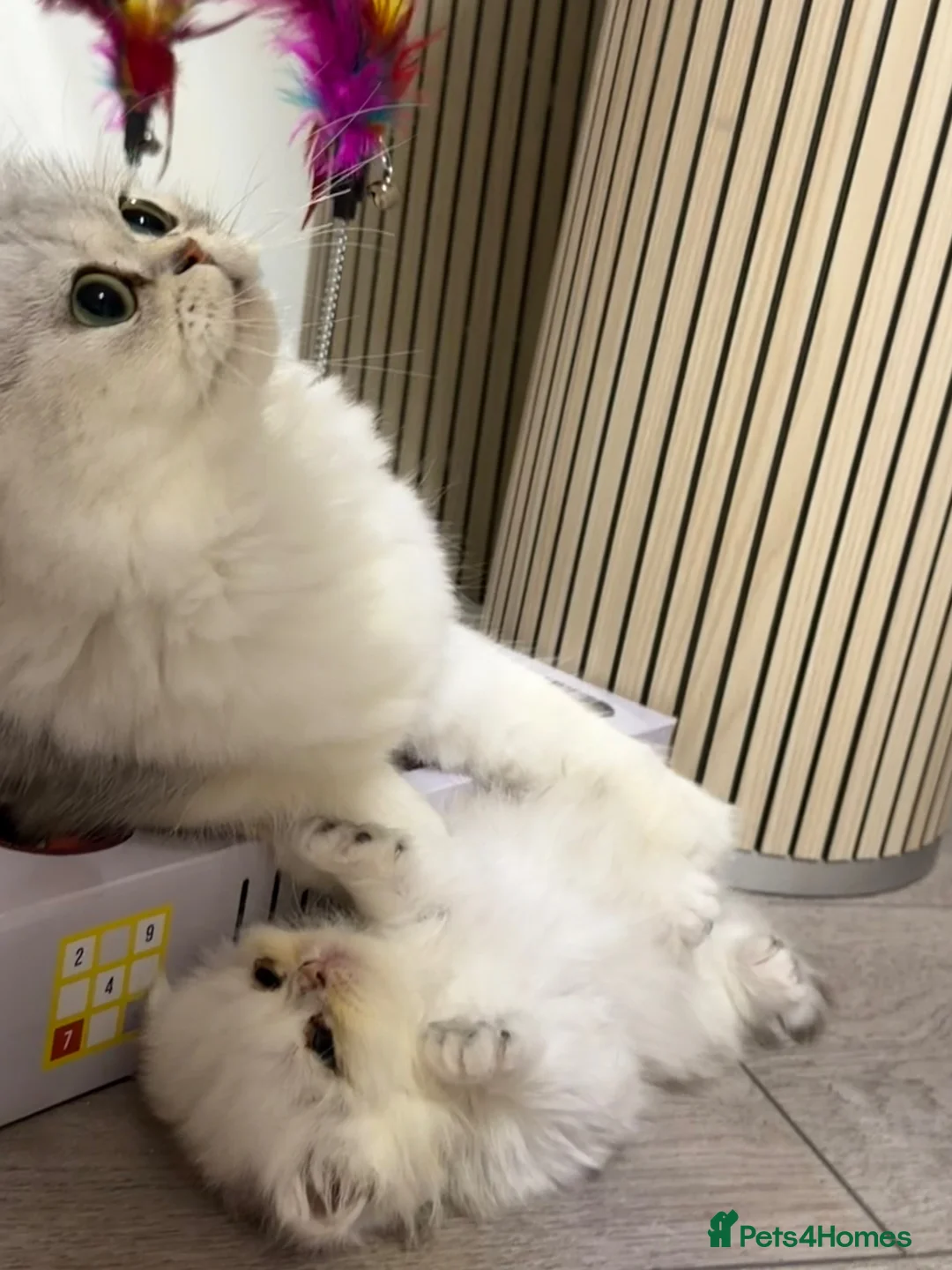 Persian cats for sale: persian beautiful male kitten - Advert 1