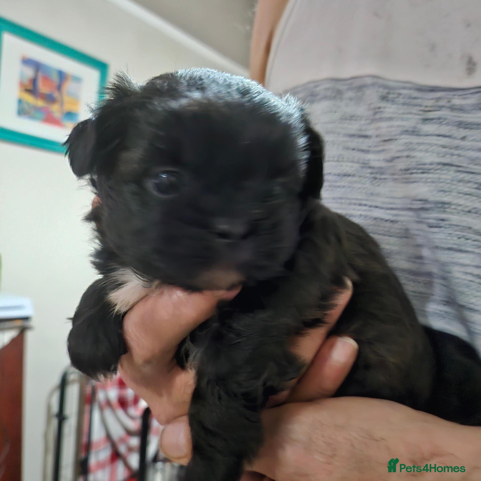 Mixed Breed dogs for sale: Shihpoms - Advert 2