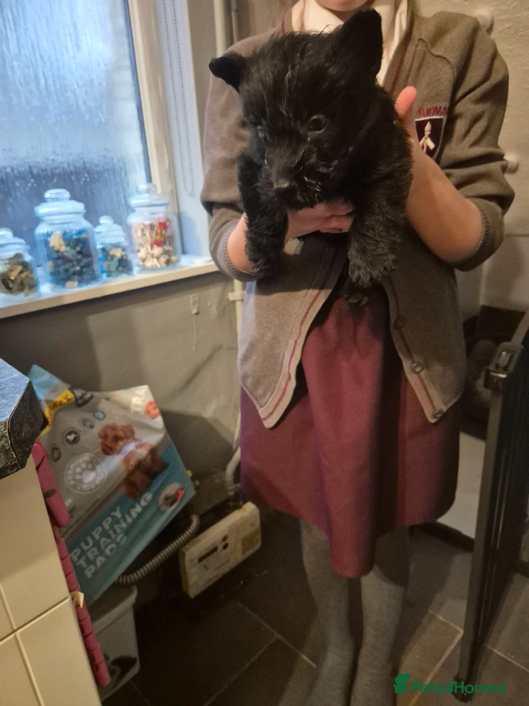 Scottish Terrier dogs for sale: Scottish terrier puppies  - Advert 5