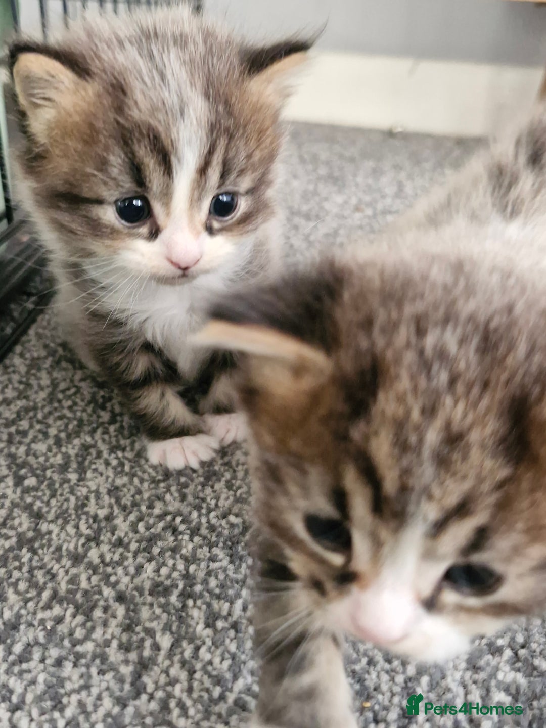 British Longhair cats for sale: 2 beautiful British long haired tabby kitten  - Advert 4