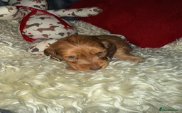 Miniature Dachshund dogs for sale: 💚🧡Stunning KC Longhaired Mini Dachshunds💚🧡 - Image 10