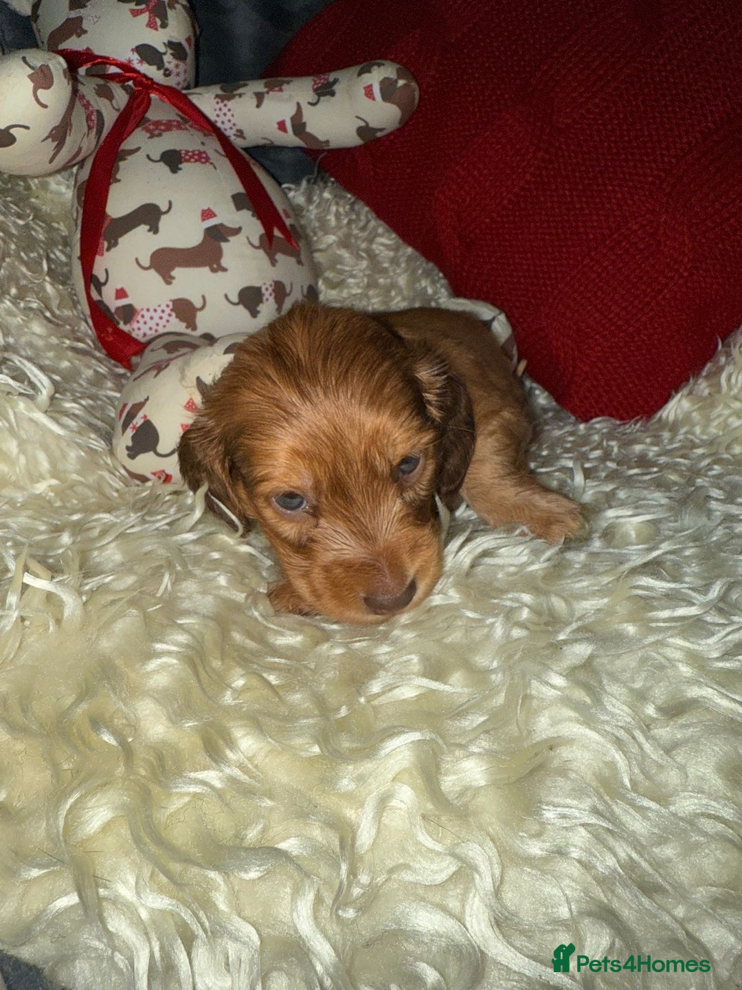 Miniature Dachshund dogs for sale: 💚🧡Stunning KC Longhaired Mini Dachshunds💚🧡 - Image 10