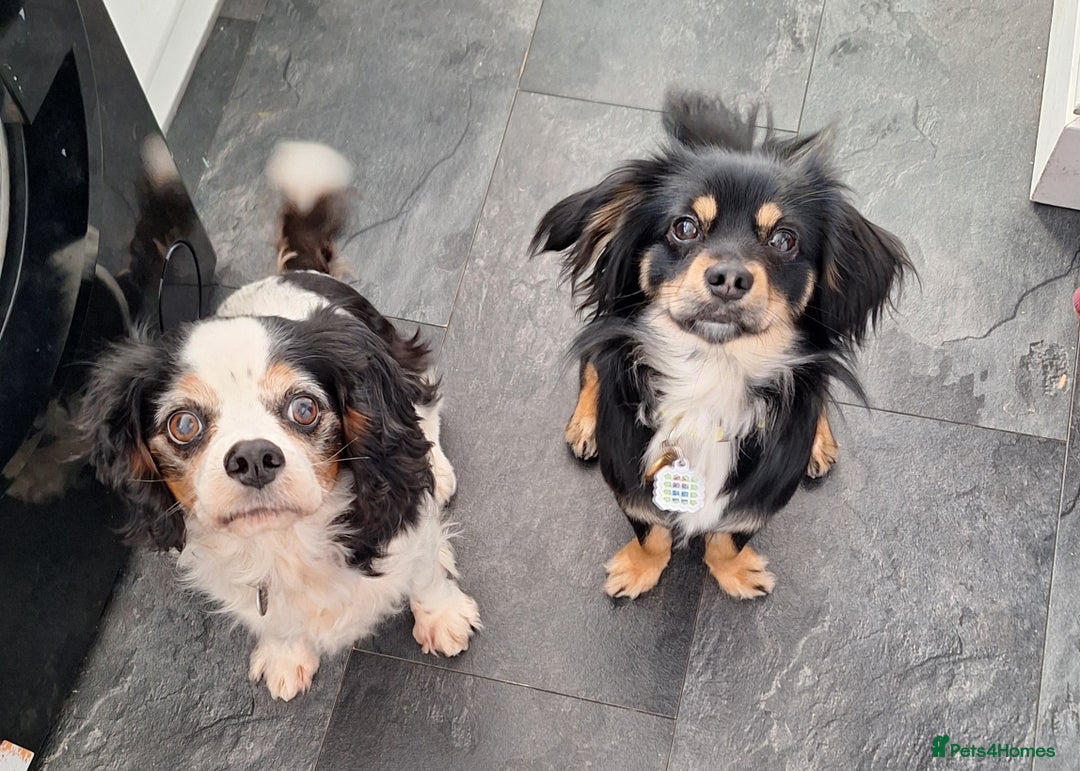 Golden Retriever Dalmatian Cross Puppies For Sale Golden Retriever - Main Image