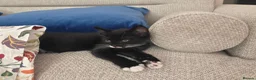 Mixed Breed cats for sale: Black and white male kitten - Advert 7