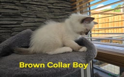 Ragdoll cats for sale: Beautiful ragdoll kittens - Image 12