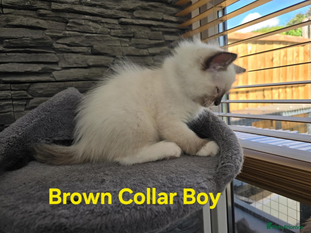 Ragdoll cats for sale: Beautiful ragdoll kittens - Image 12