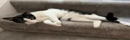 Domestic Shorthair cats for sale: Pair of Tuxedos (2 years old) - Advert 8