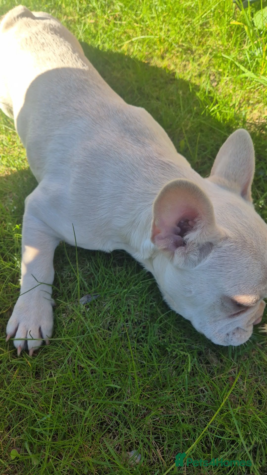 French Bulldog dogs Last female left French Bulldog Puppies  - Advert 11